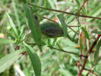 Praying Mantis (Mantis religiosa) - 41
