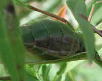 Praying Mantis (Mantis religiosa) - 41a