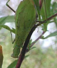Praying Mantis (Mantis religiosa) - 42