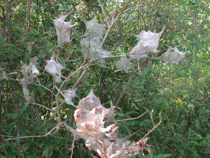 glf-tentcaterpillar-east1.jpg (727433 bytes)
