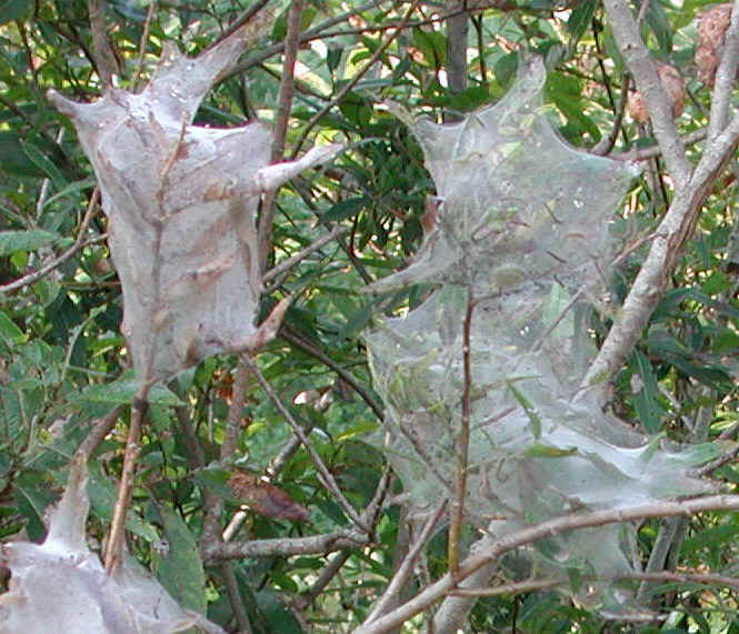 glf-tentcaterpillar-east1a.jpg (978071 bytes)