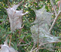 glf-tentcaterpillar-east1a.jpg (63203 bytes)