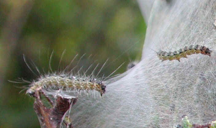 glf-tentcaterpillar-east2a.jpg (662084 bytes)