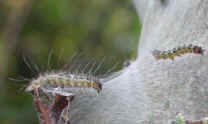 glf-tentcaterpillar-east2a.jpg (27142 bytes)