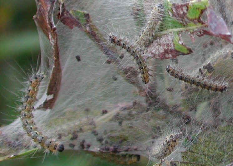 glf-tentcaterpillar-east2b.jpg (662084 bytes)