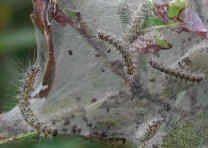 glf-tentcaterpillar-east2b.jpg (44170 bytes)