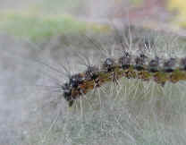 glf-tentcaterpillar-east3.jpg (35580 bytes)