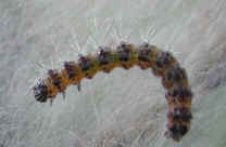 glf-tentcaterpillar-east4.jpg (29838 bytes)
