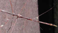 Walking Stick
