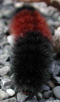 Woolly Bear Caterpillar (Pyrrharctia isabella) - Isabella Tiger Moth Larva - 01
