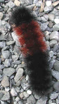 Woolly Bear Caterpillar (Pyrrharctia isabella) - Isabella Tiger Moth Larva - 03