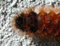 Woolly Bear Caterpillar (Pyrrharctia isabella) - Isabella Tiger Moth Larva - 04a
