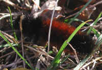 Woolly Bear Caterpillar (Pyrrharctia isabella) - Isabella Tiger Moth Larva - 11