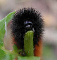 Woolly Bear Caterpillar (Pyrrharctia isabella) - Isabella Tiger Moth Larva - 13