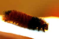 Woolly Bear Caterpillar (Pyrrharctia isabella) - Isabella Tiger Moth Larva - 15