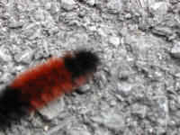 Woolly Bear Caterpillar (Pyrrharctia isabella) - Isabella Tiger Moth Larva - 20