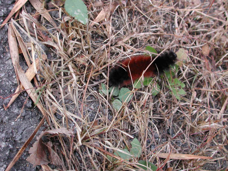 Woolly Bear Caterpillar (Pyrrharctia isabella) - Isabella Tiger Moth Larva - 21