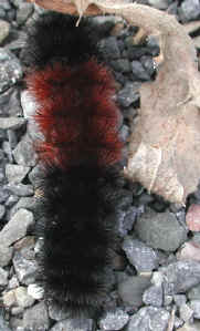 glf-woollybear2.jpg (90472 bytes)