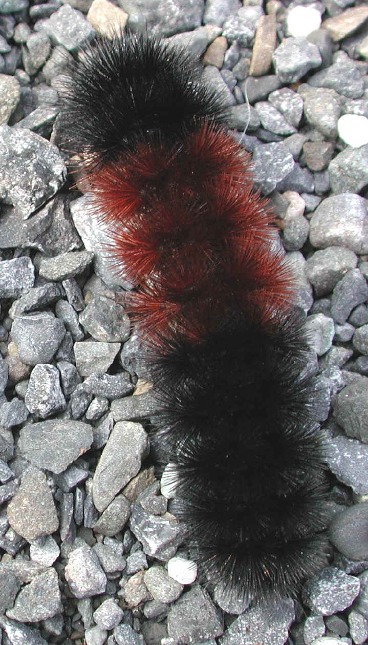 Woolly Bear Caterpillar (Pyrrharctia isabella) - Isabella Tiger Moth Larva - 03