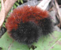 Woolly Bear Caterpillar (Pyrrharctia isabella) - Isabella Tiger Moth Larva - 05