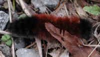 Woolly Bear Caterpillar (Pyrrharctia isabella) - Isabella Tiger Moth Larva - 07