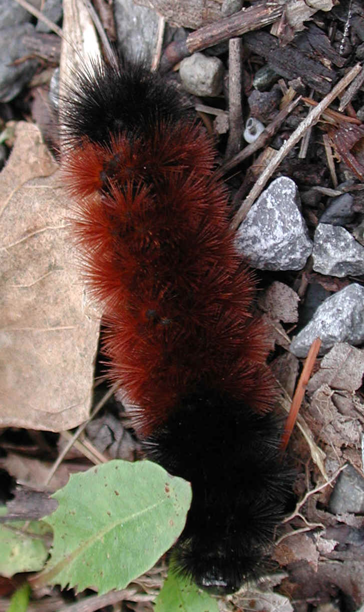Woolly Bear Caterpillar (Pyrrharctia isabella) - Isabella Tiger Moth Larva - 09