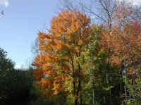 Leaf Peeper's Dream - 2002 - 01