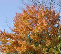 Leaf Peeper's Dream - 2002 - 01a