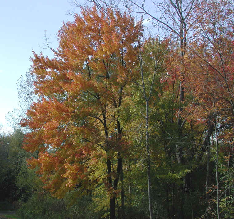 Leaf Peeper's Dream - 2002 - 02