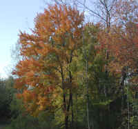 Leaf Peeper's Dream - 2002 - 02