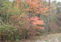 Leaf Peeper's Dream - 2002 - 03