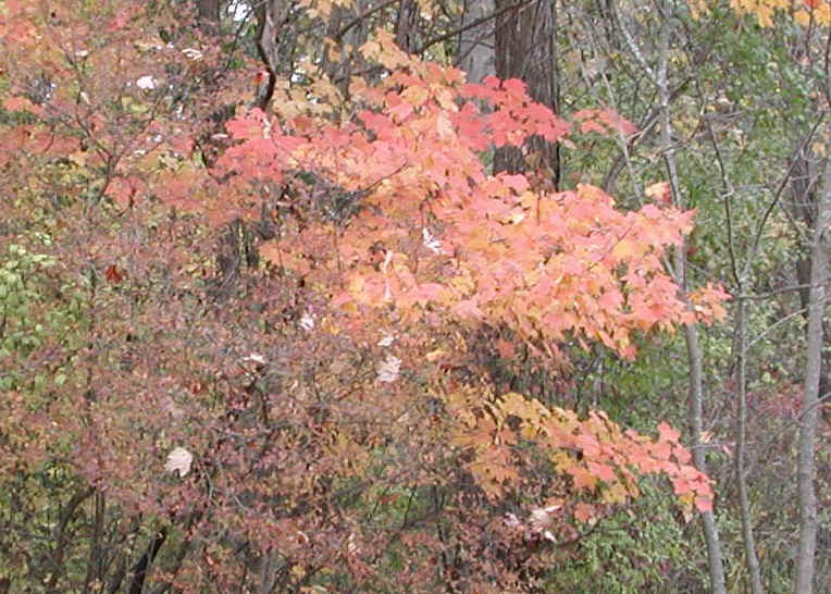 Leaf Peeper's Dream - 2002 - 03a