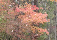 Leaf Peeper's Dream - 2002 - 03a