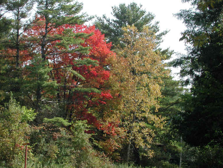 Leaf Peeper's Dream - 2003 - 01