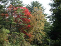 Leaf Peeper's Dream - 2003 - 01