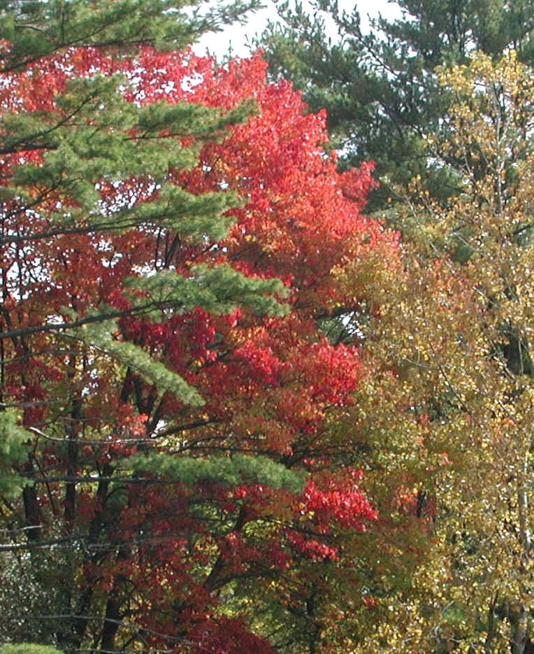 Leaf Peeper's Dream - 2003 - 01a