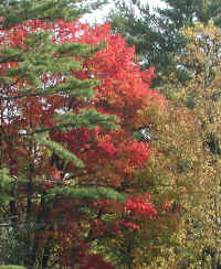 Leaf Peeper's Dream - 2003 - 01a