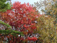 Leaf Peeper's Dream - 2003 - 02
