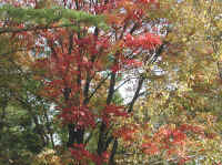 Leaf Peeper's Dream - 2003 - 03