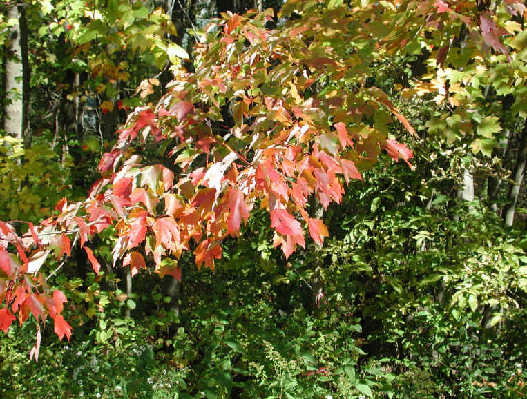 Leaf Peeper's Dream - 2003 - 04