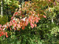 Leaf Peeper's Dream - 2003 - 04