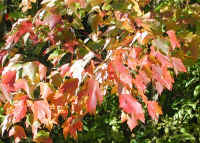 Leaf Peeper's Dream - 2003 - 04a