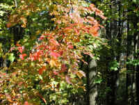 Leaf Peeper's Dream - 2003 - 05