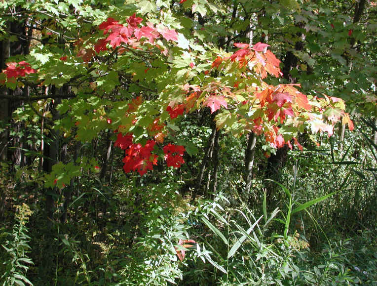 Leaf Peeper's Dream - 2003 - 06