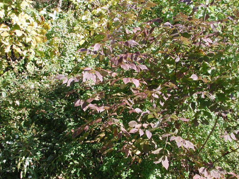 Leaf Peeper's Dream - 2003 - 07