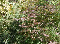 Leaf Peeper's Dream - 2003 - 07