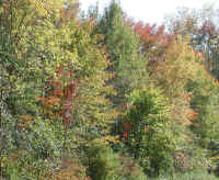 Leaf Peeper's Dream - 2003 - 09