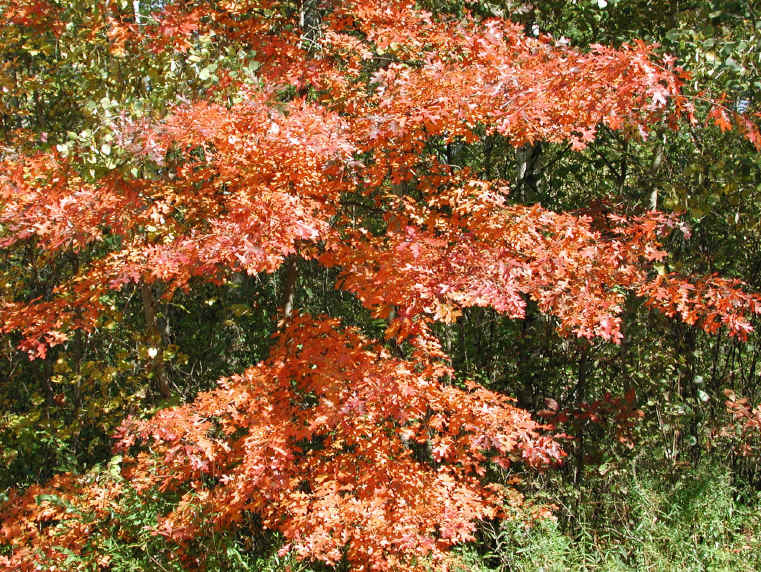 Leaf Peeper's Dream - 2003 - 10