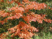 Leaf Peeper's Dream - 2003 - 10