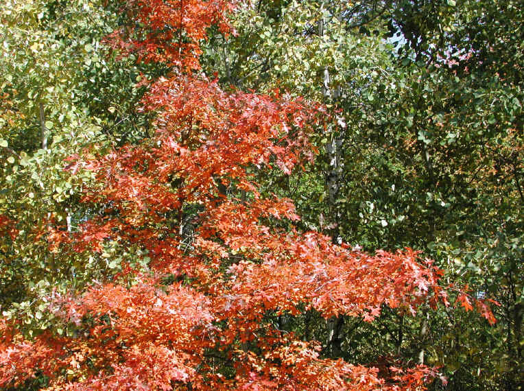 Leaf Peeper's Dream - 2003 - 11